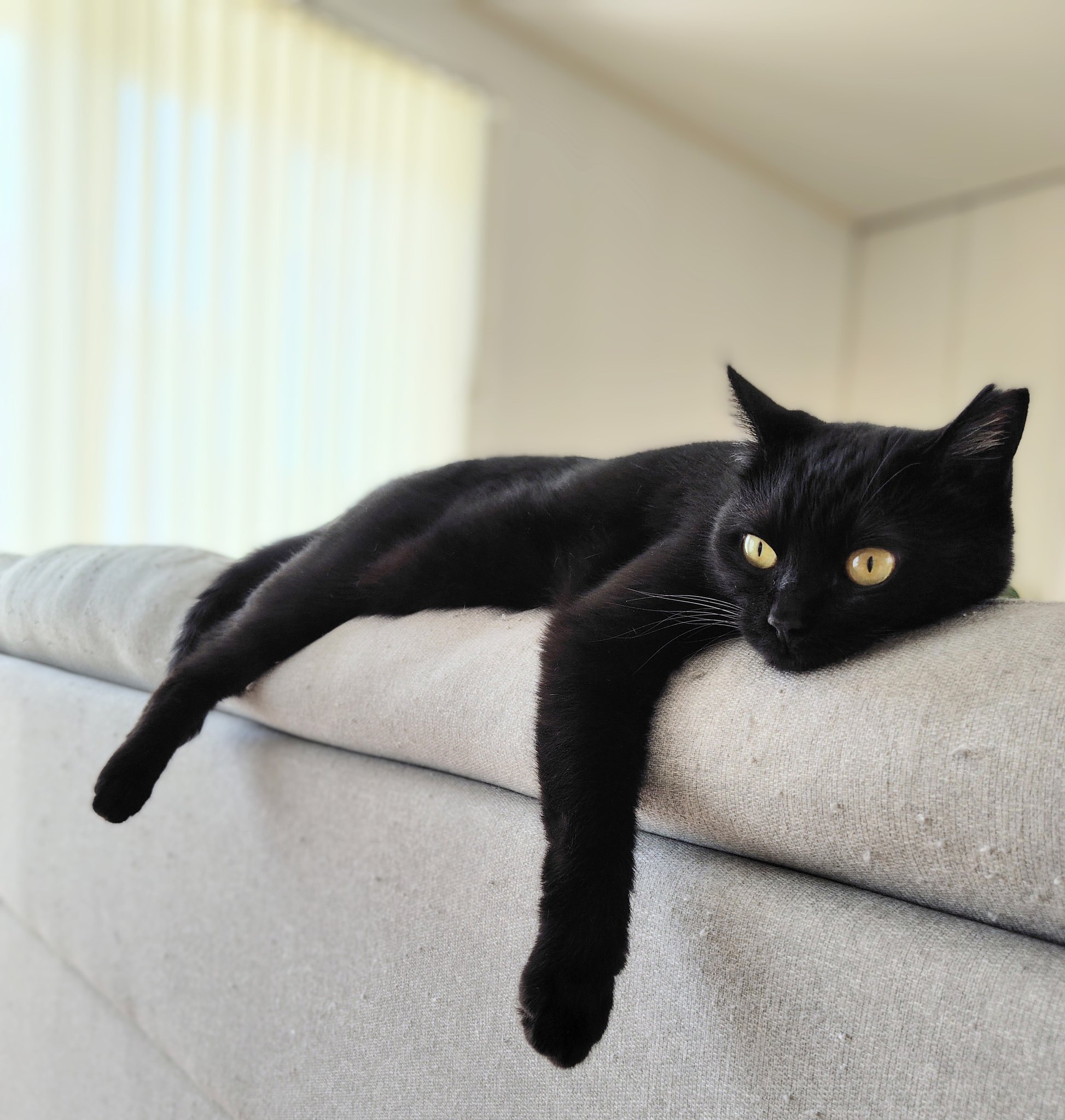 ✨黒猫さま専用ページ✨ 今日もがんばろぉ♡ 今日帰るよゆにぼん🐾 . . . . . #黒猫#猫