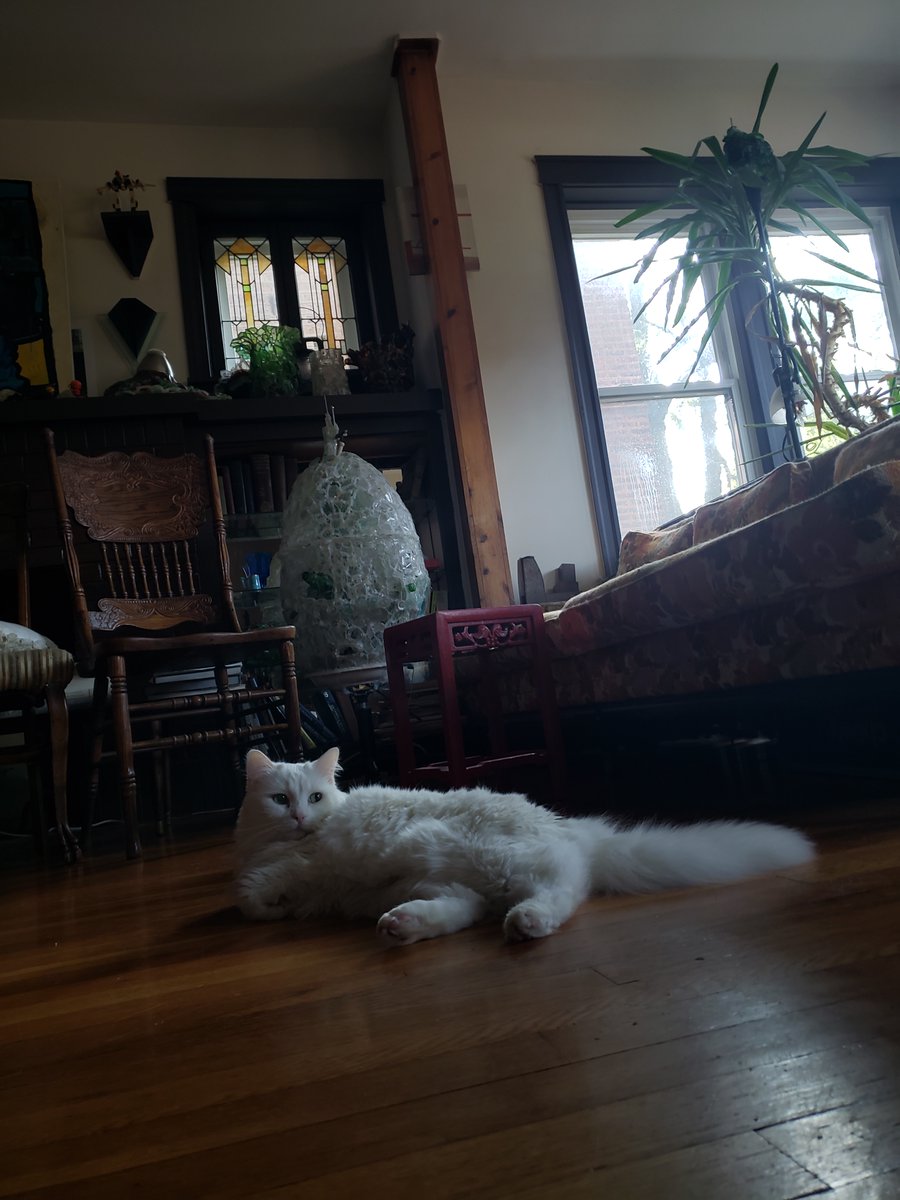 WCTA_Chicago's tweet image. Goodnight from Sha Sha Fling, rest well
Any help with cat supplies would be amazing, thanks!
Paypal, @Alleywalker
Venmo @Zac-Lowing
cashapp $zaclowing
