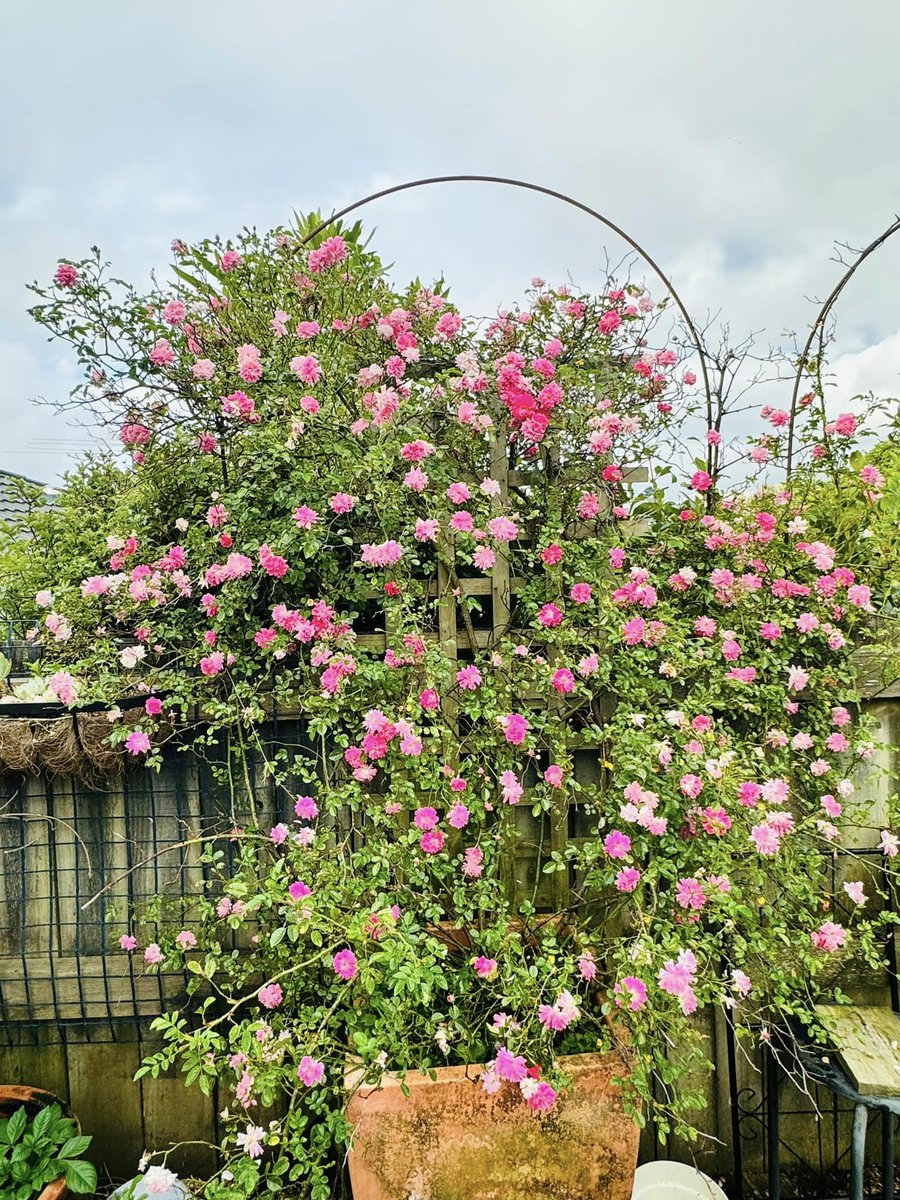 Adam Hiroto (@adamhiroto) on Twitter photo 