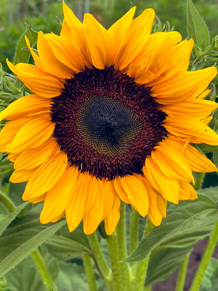 こんにちは♪

我が家のひまわりも咲きました🌻🌻🌻🌻🌻👒

#TLを花でいっぱいにしよう