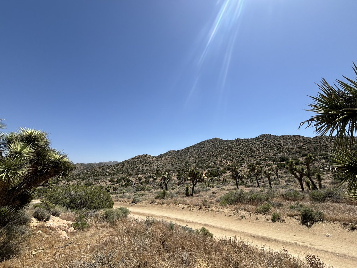 Who wants to spend a night under the stars in Joshua tree with me? 😌😇