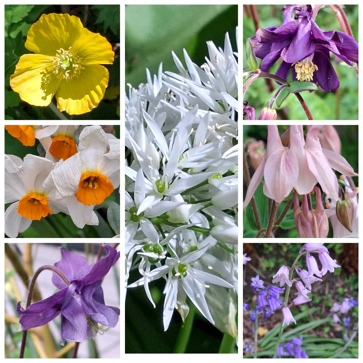 CDhubh's tweet image. For #SevenOnSunday
O, flowers of Scotland
#nature #VitaminN
#getoutside