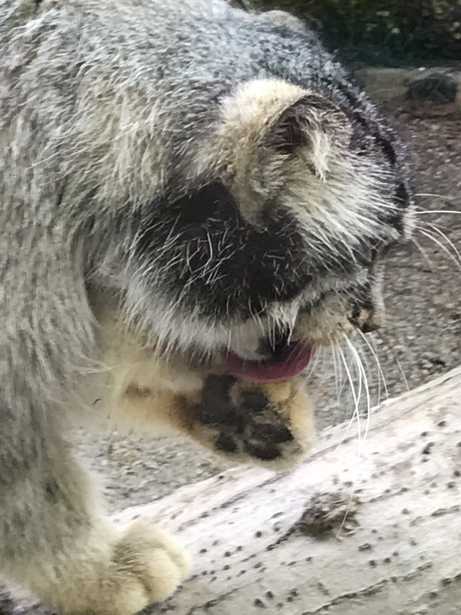 mitaka_doooon's tweet image. 本日のマヌルネコです🐱

ありがたい、おててとペロ。

#マヌルネコ #ボル 
#マヌフォトコン 
#那須どうぶつ王国