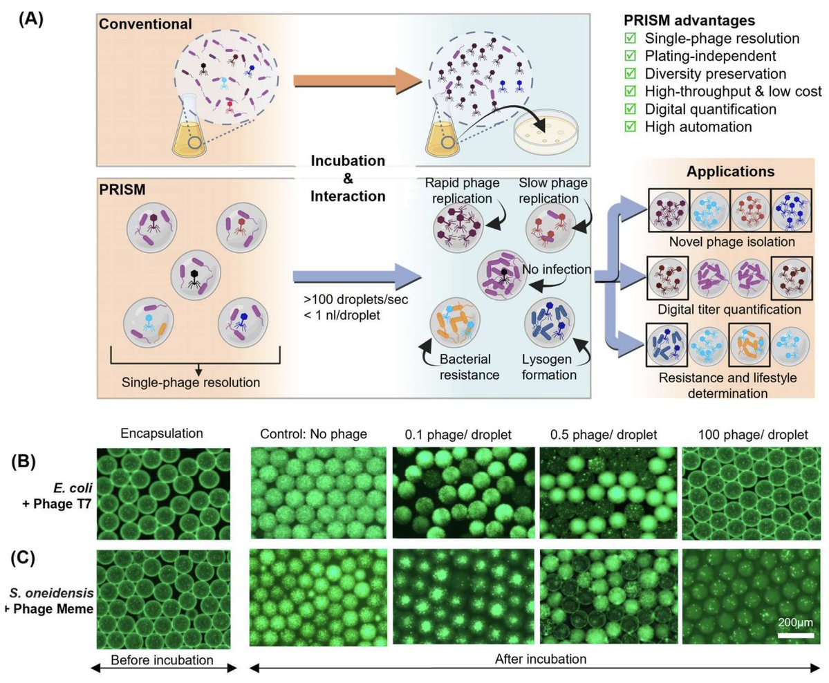 "high-throughput phage isolation using droplet microfluidics"

PRISM: A platform for illuminating viral dark matter

biorxiv.org/content/10.110…