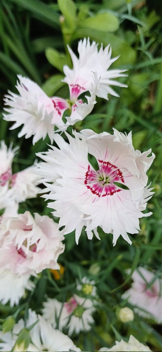 Nv1255's tweet image. А у нас во дворе 🌸🏵🌿🙂
