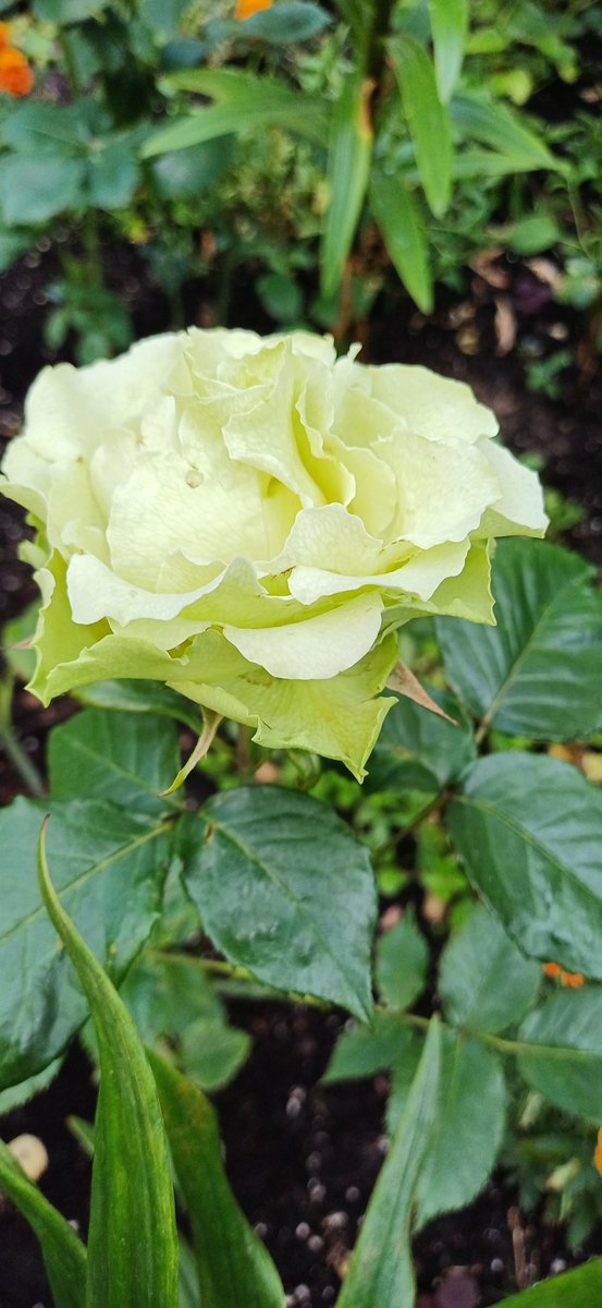 Nv1255's tweet image. А у нас во дворе 🌸🏵🌿🙂