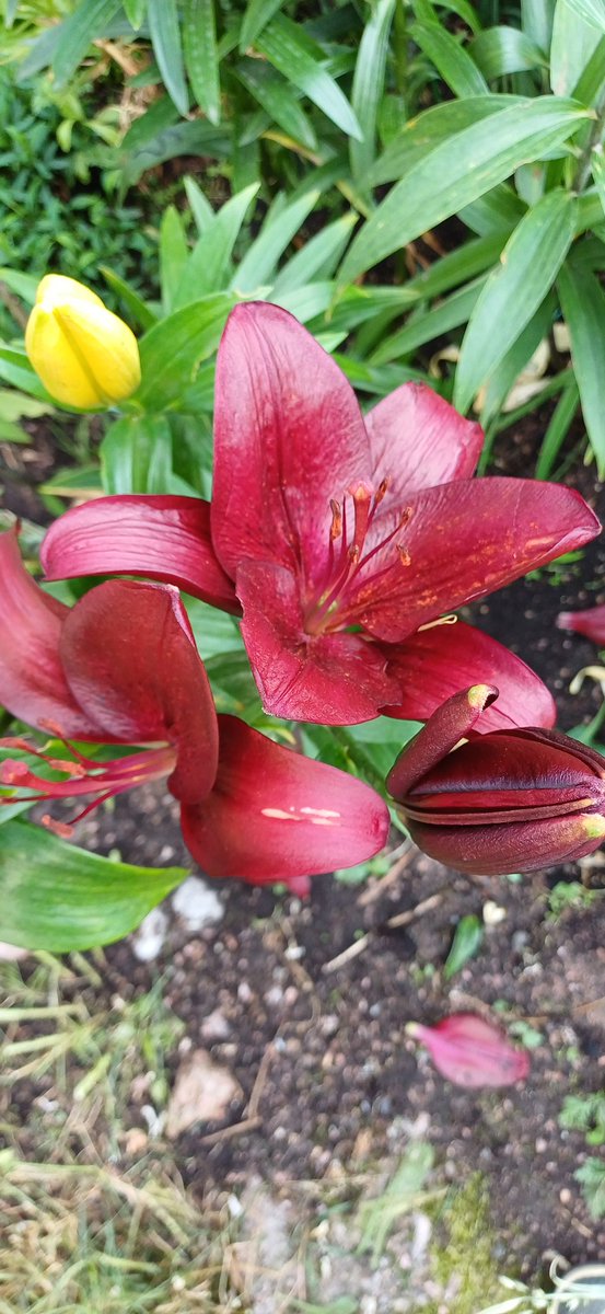 Nv1255's tweet image. А у нас во дворе 🌸🏵🌿🙂