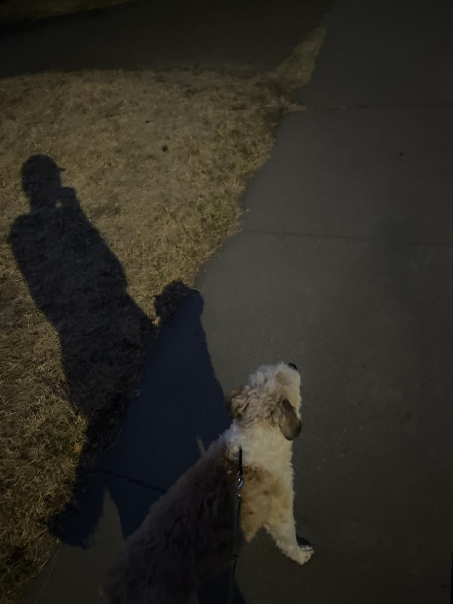 iriscantaim's tweet image. dog