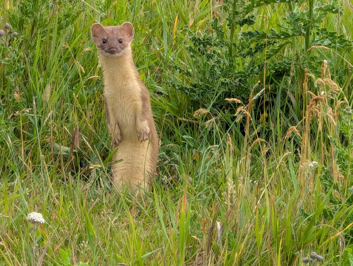CLAYTONKAISER4's tweet image. Meet Willy, team leader for my Richardson ground squirrel control team!!!