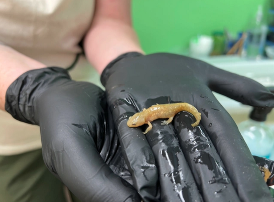 Make every day #SalamanderSaturday this September!

Register now for AF's upcoming 16-week online #MasterHerpetologist course! Register now at the link below for September 3's start date!

amphibianfoundation.org/index.php/mast…