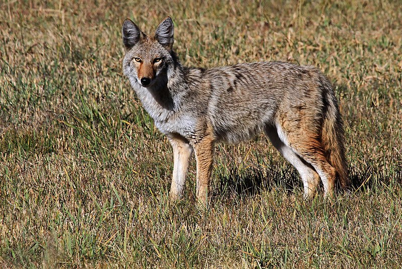 HourlyYote's tweet image. [🔗](api.tinyfox.dev/hourly/yotes/4…)
