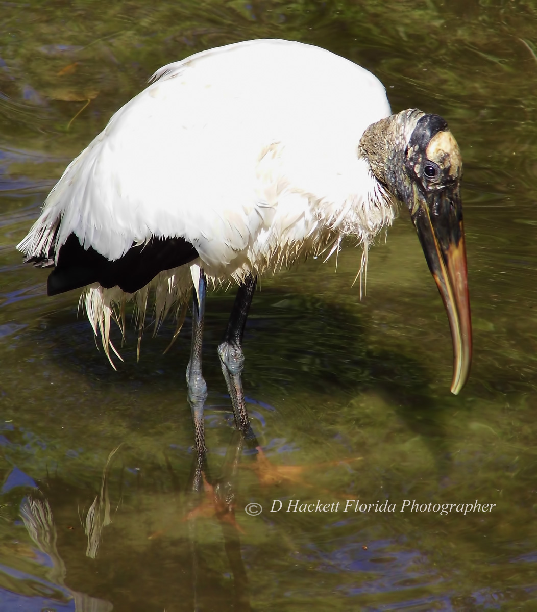dhackett4150's tweet image. The Wood Stork is one of Florida's signature wading birds, a long-legged, awkward-looking bird on land that soars like a raptor in the air. This prehistoric bird is a Wood Stork and was seen at Homosassa Springs State Park, Florida. donna-hackett.pixels.com/featured/does-…