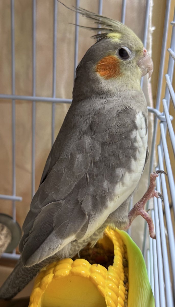 mudman_kawasaki's tweet photo. 久しぶりの入荷です‼️
オカメインコさん🪽
本日より販売開始になりますので気になる方はぜひご来店ください✨☺️ https://t.co/pjQso8q3Ht