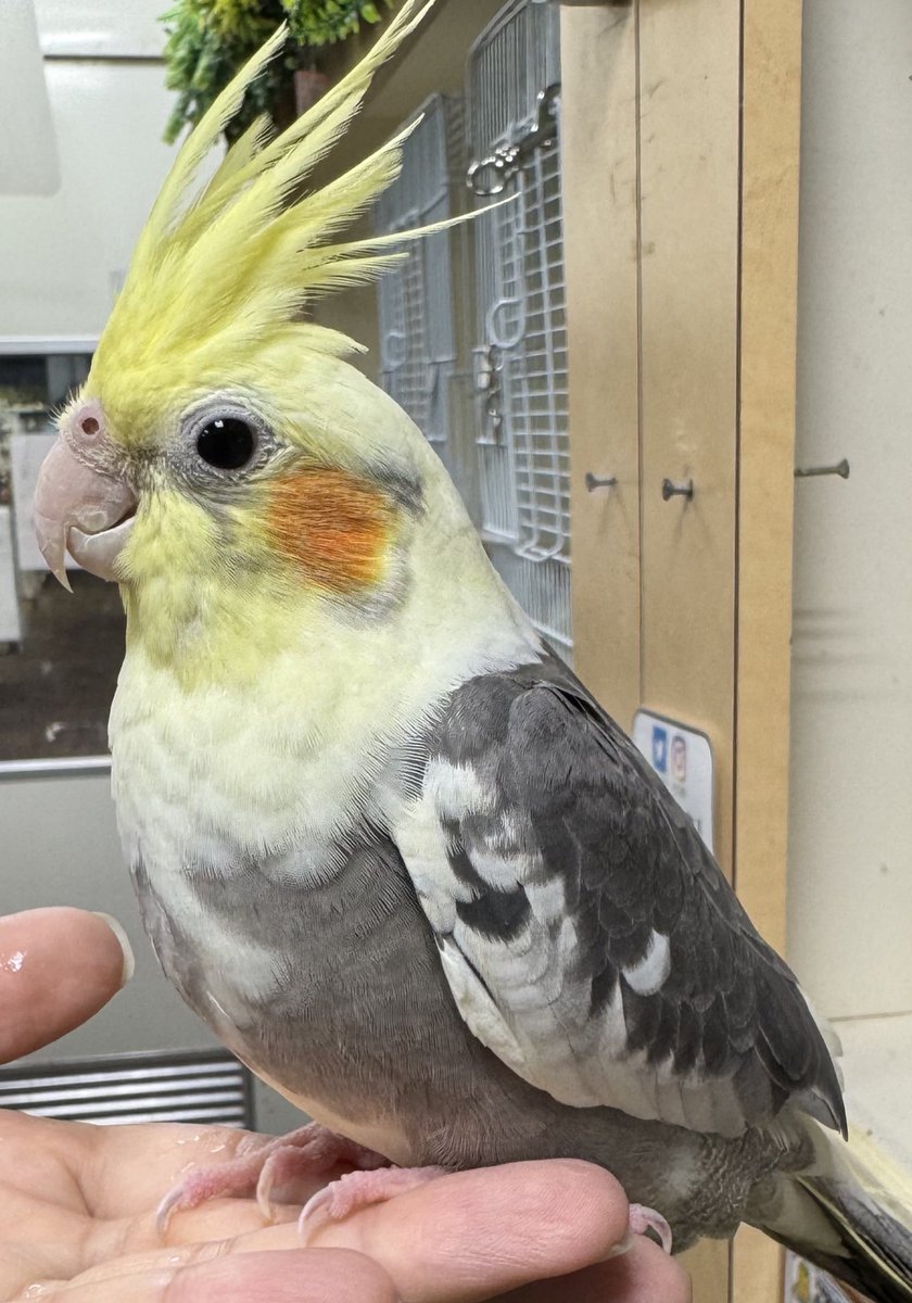 mudman_kawasaki's tweet photo. 久しぶりの入荷です‼️
オカメインコさん🪽
本日より販売開始になりますので気になる方はぜひご来店ください✨☺️ https://t.co/pjQso8q3Ht