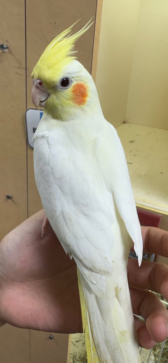 mudman_kawasaki's tweet photo. 久しぶりの入荷です‼️
オカメインコさん🪽
本日より販売開始になりますので気になる方はぜひご来店ください✨☺️ https://t.co/pjQso8q3Ht