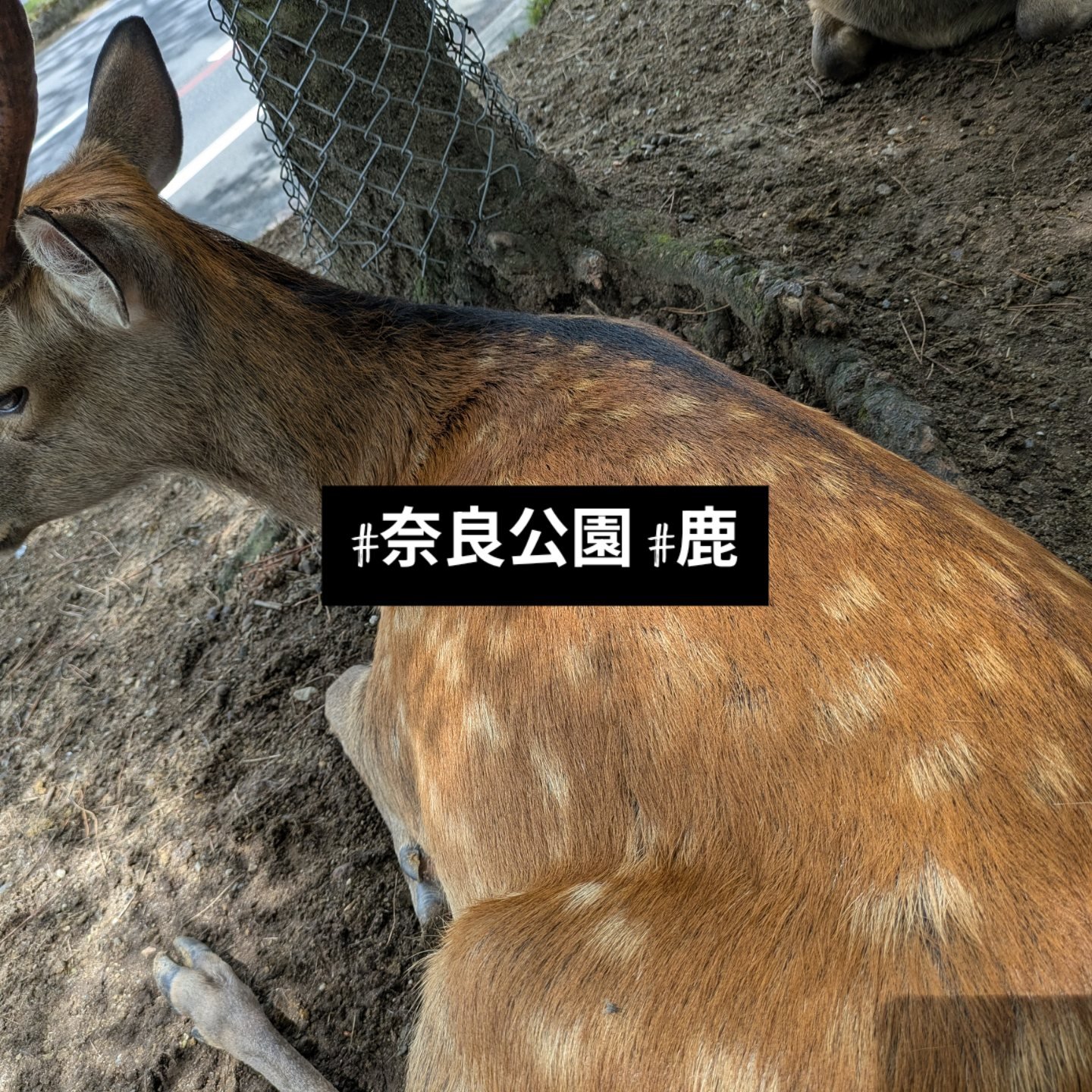 狸の中年 on X: 