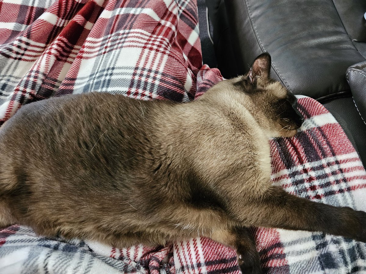 Jenn Sattler tweet media