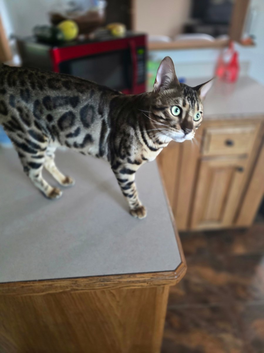 CryptikRiK's tweet image. GN All!!
No, he is not dead.
He's SUPER CELLO!! 😄
@CryptikBengals