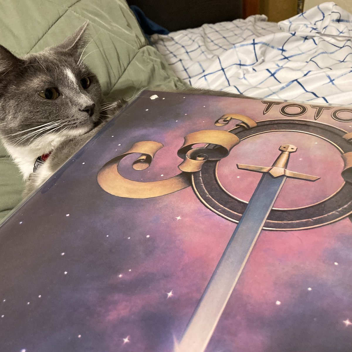 DingusTheKid's tweet image. Toto on the kitty lol