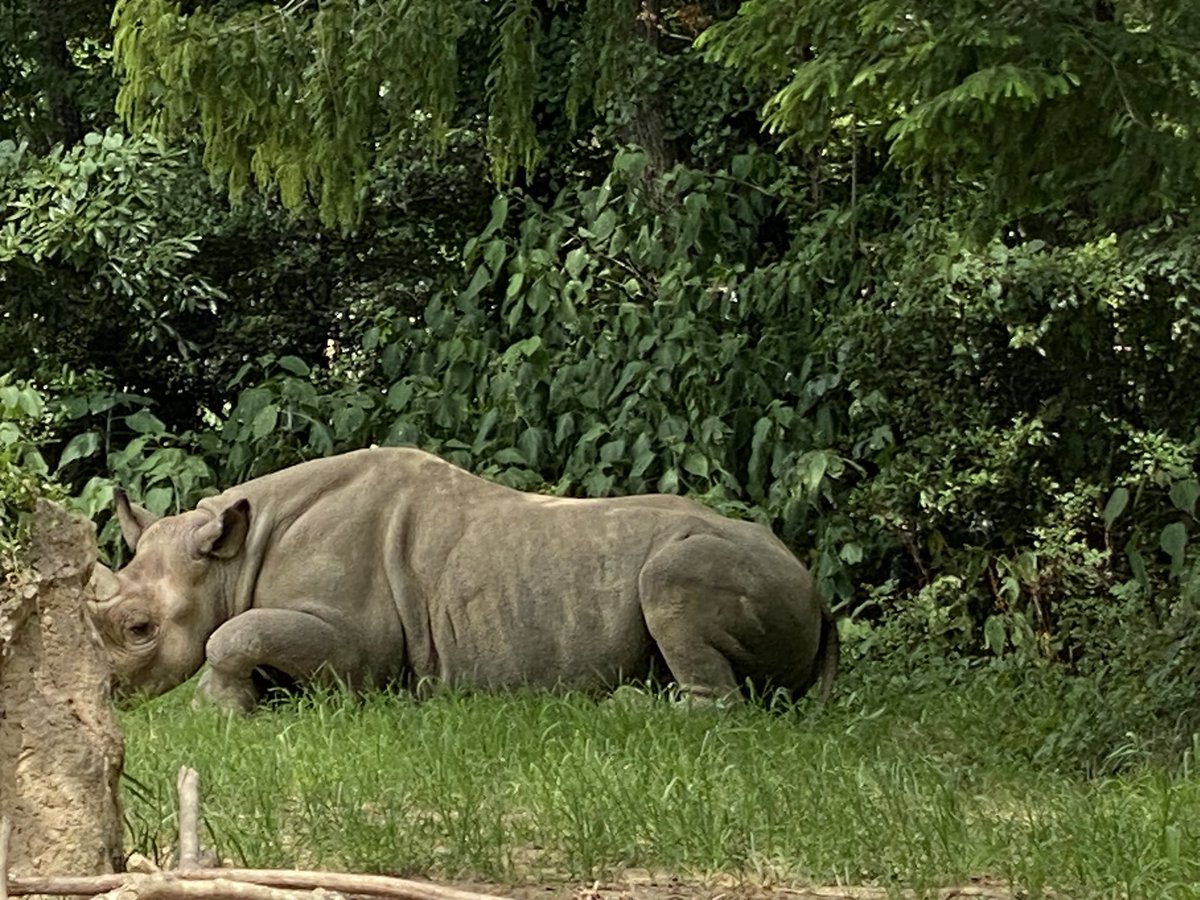 mummymotchee's tweet image. 平和です😊

今日のお外担当は
男子チームでした

2025-7-27
#八木山動物公園
#カバ
#ベロ
#ヒガシクロサイ
#アース