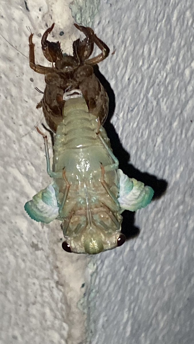 Captured a rare sighting just not that long ago! First time I’ve seen these in the process of the molting phase.