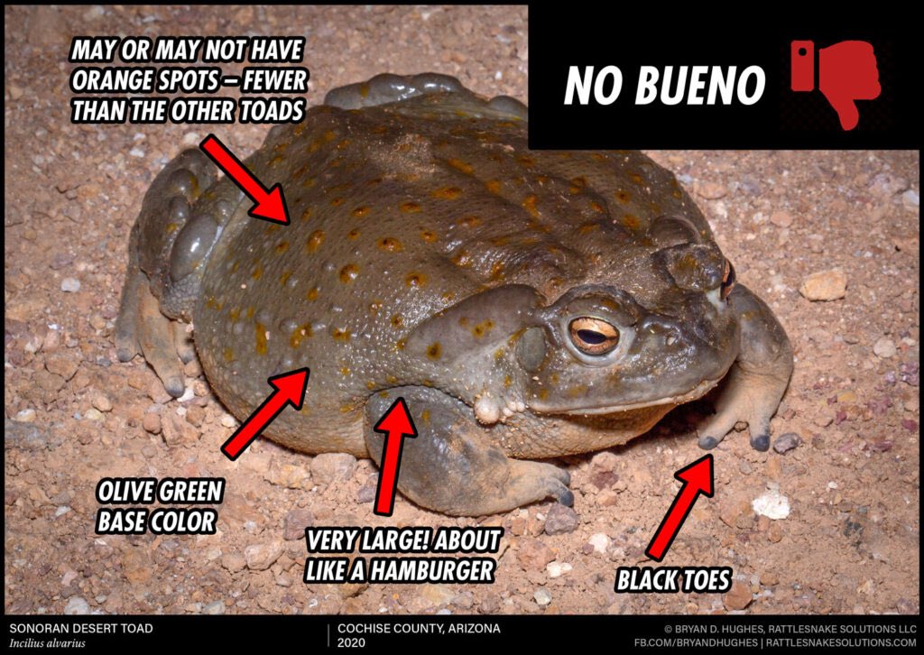SmallestMamoru's tweet image. Tonight’s basking Jimmy
Very flat
Excellent specimen