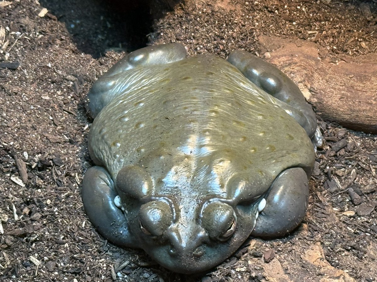 SmallestMamoru's tweet image. Tonight’s basking Jimmy
Very flat
Excellent specimen