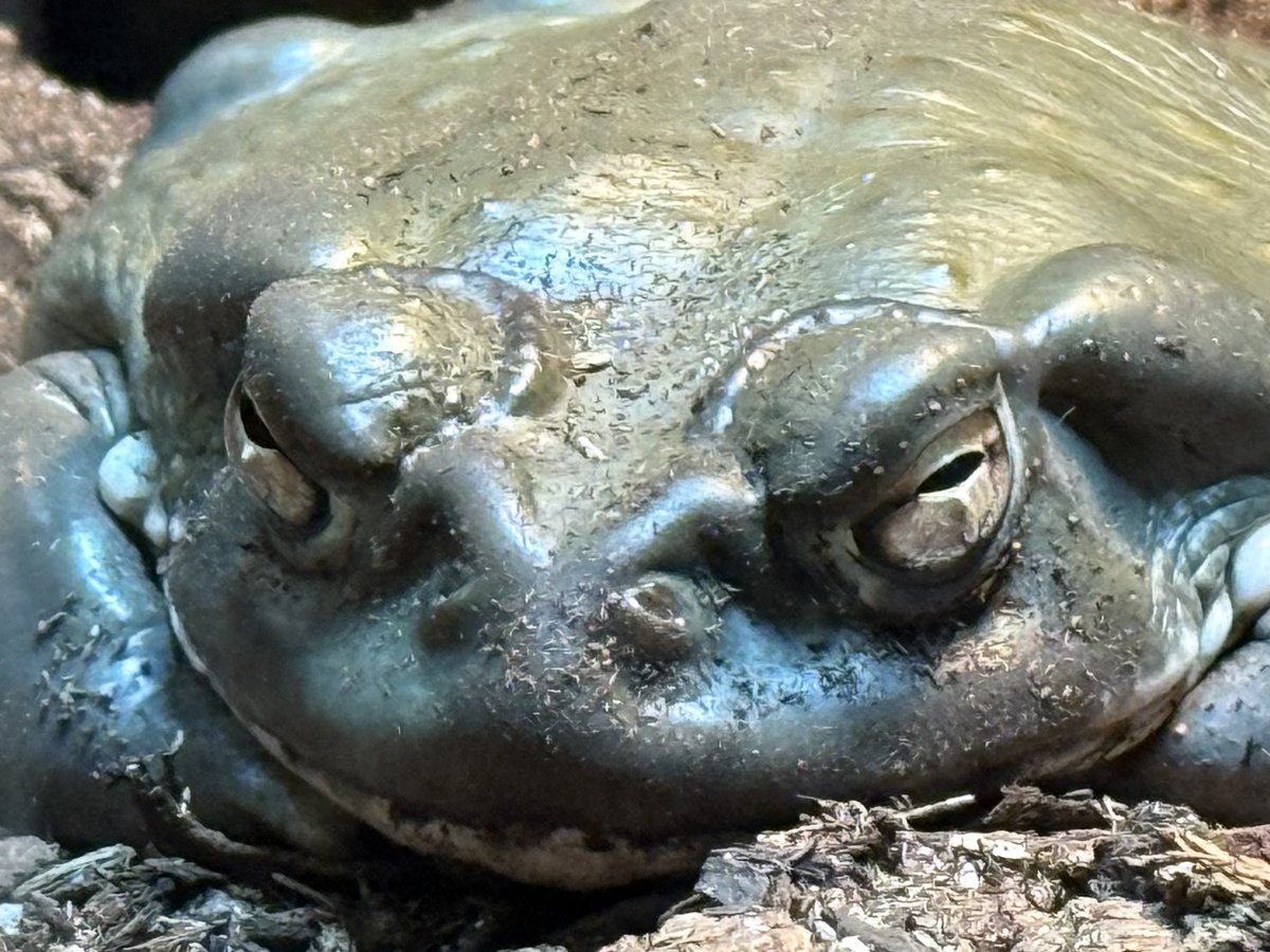 SmallestMamoru's tweet image. Tonight’s basking Jimmy
Very flat
Excellent specimen