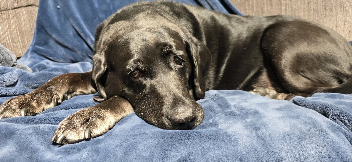 SeanADillon's tweet image. What do you mean, "we can't go for a ride?"
