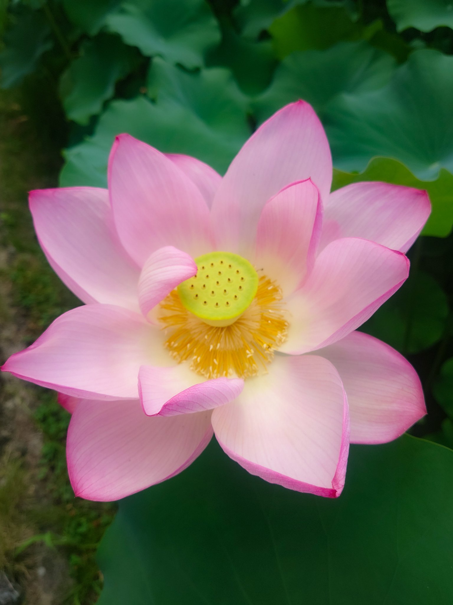 ★ますちゃんです★ 人気の蓮２個セット３作品♡ お手入れ不要の造花♬ Na-3 on X: 