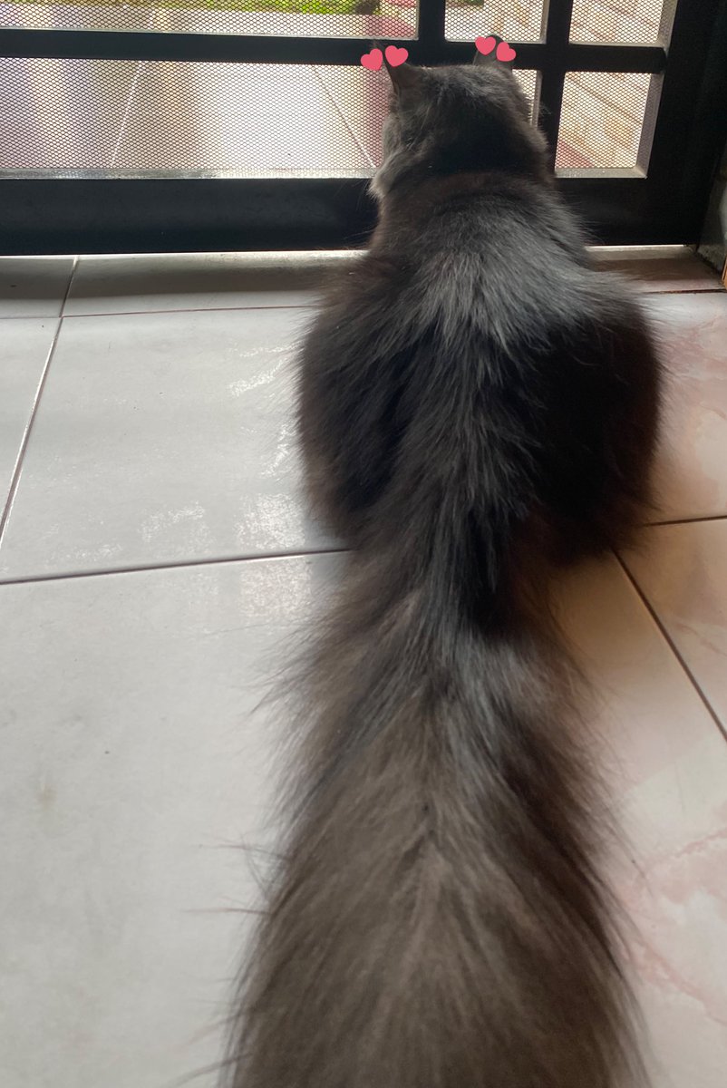 Frostyfever12's tweet image. Hobinya duduk disono, nanti kalo ada kucing diluar nyamperin dianya lari ngibrit kebelakang, punya kucing penakut amat, tampang lu doang yg sanger om 🤦🏼‍♀️🤦🏼‍♀️

#cat #akio