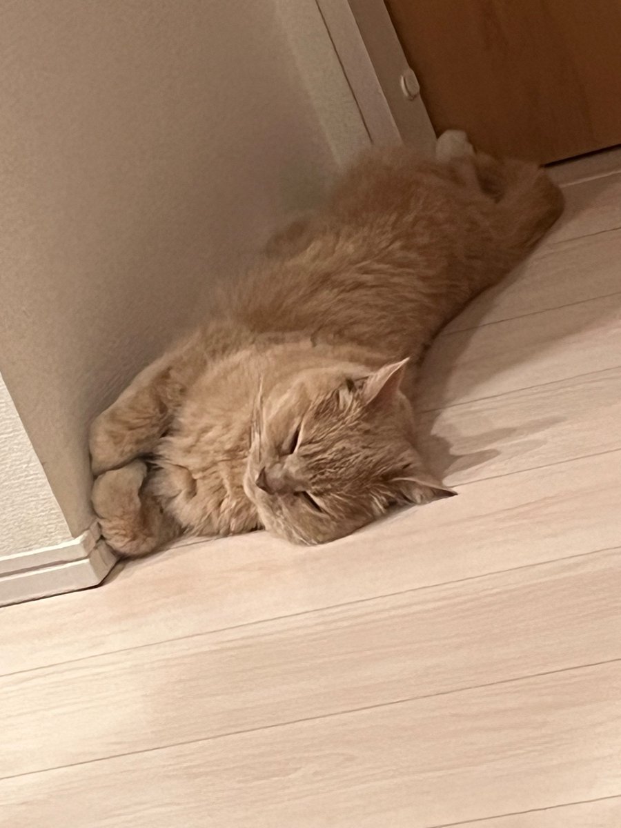 carfactory_toen's tweet image. おはようございます☀
本日も元気に営業中🐈
物価高に悩む専務
「在庫車仕入れ…作業資材…ちゅーる…みんな高くなってきびしい世の中にゃん………zzz」
#猫好きさんと繋がりたい #車好きさんと繋がりたい #きなこ棒 #猫落ち選手権