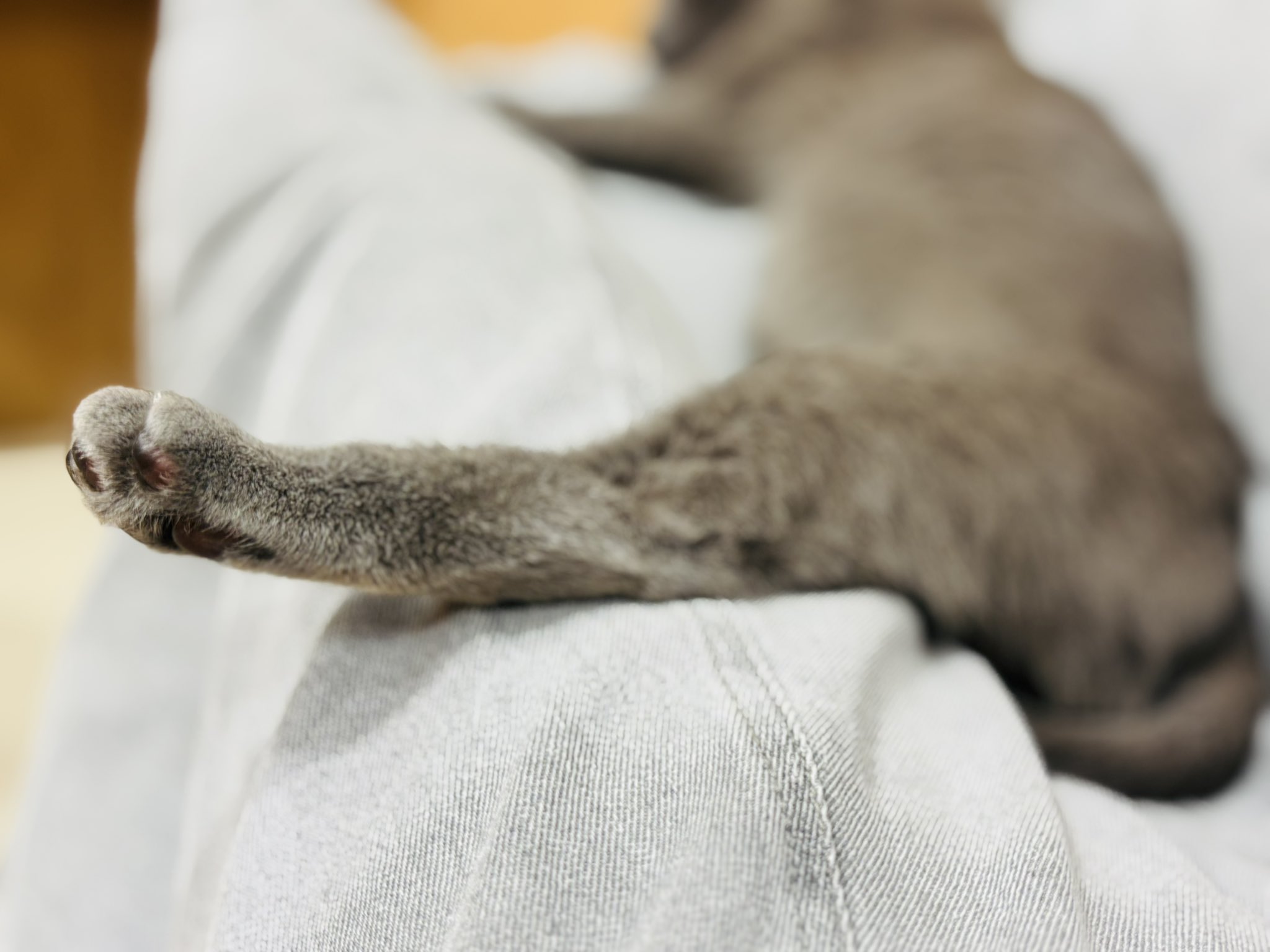 ネコ足 猫靴 引っかき防止 手足保護カバー 4個セット 猫用カバー 猫足
