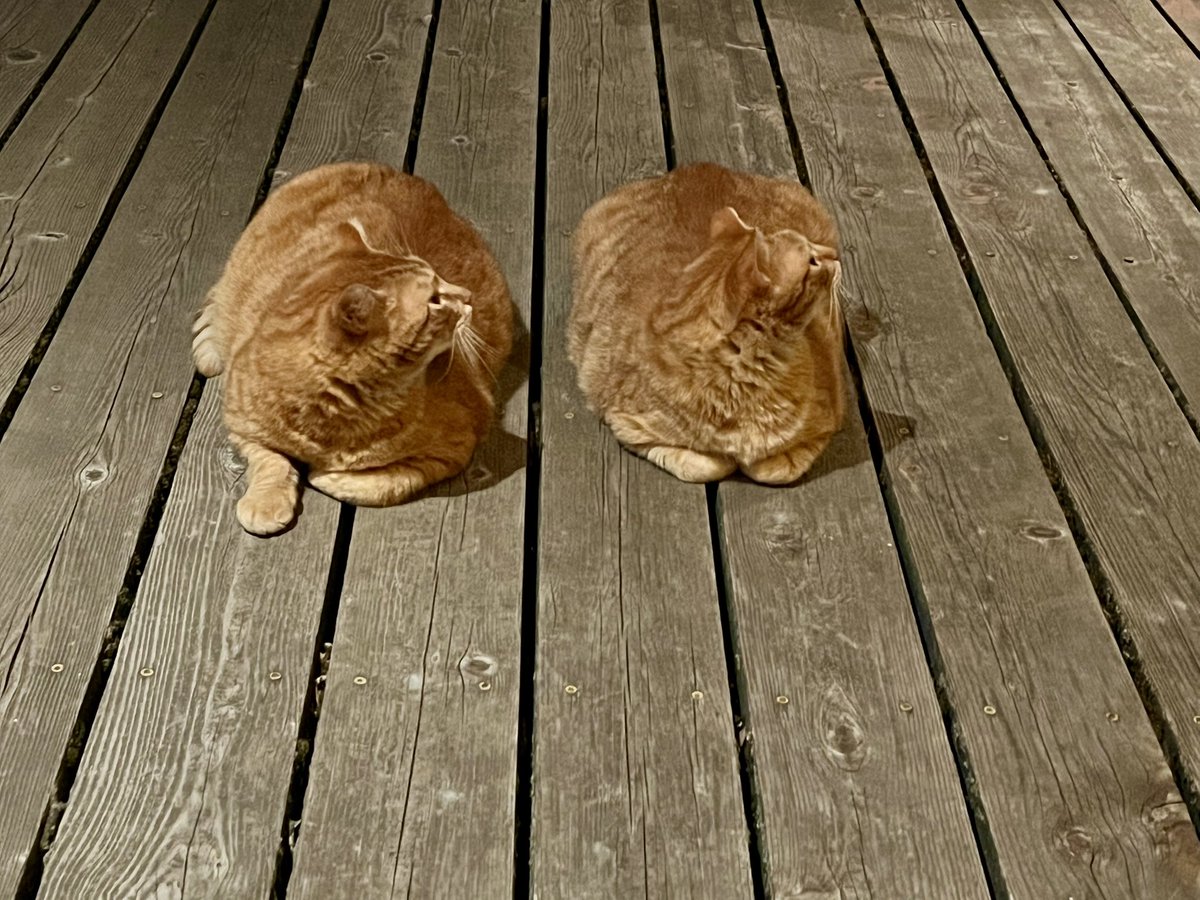 CPoppino's tweet image. Itβs like seeing double with these 2
ππ