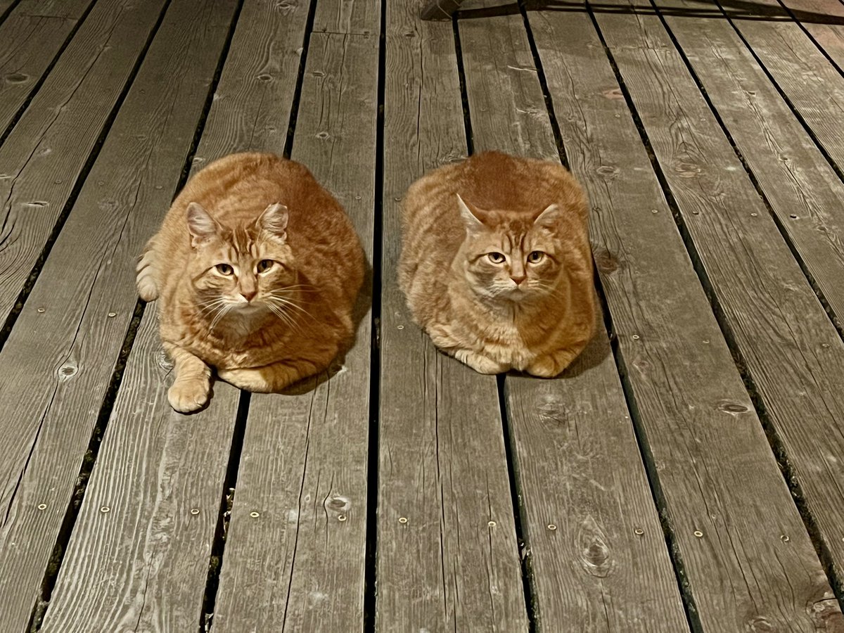 CPoppino's tweet image. Itβs like seeing double with these 2
ππ