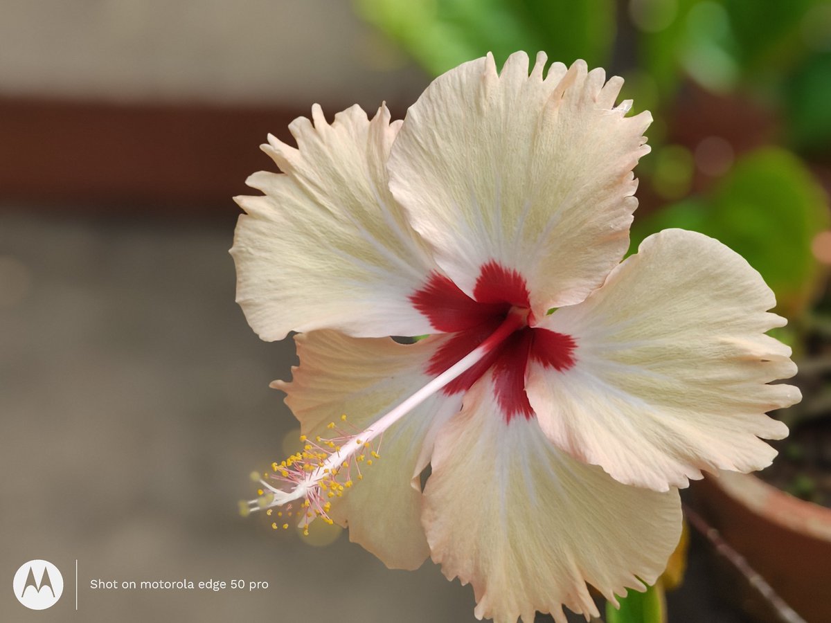 பூ பூவா  பூத்திருக்கு 🌺