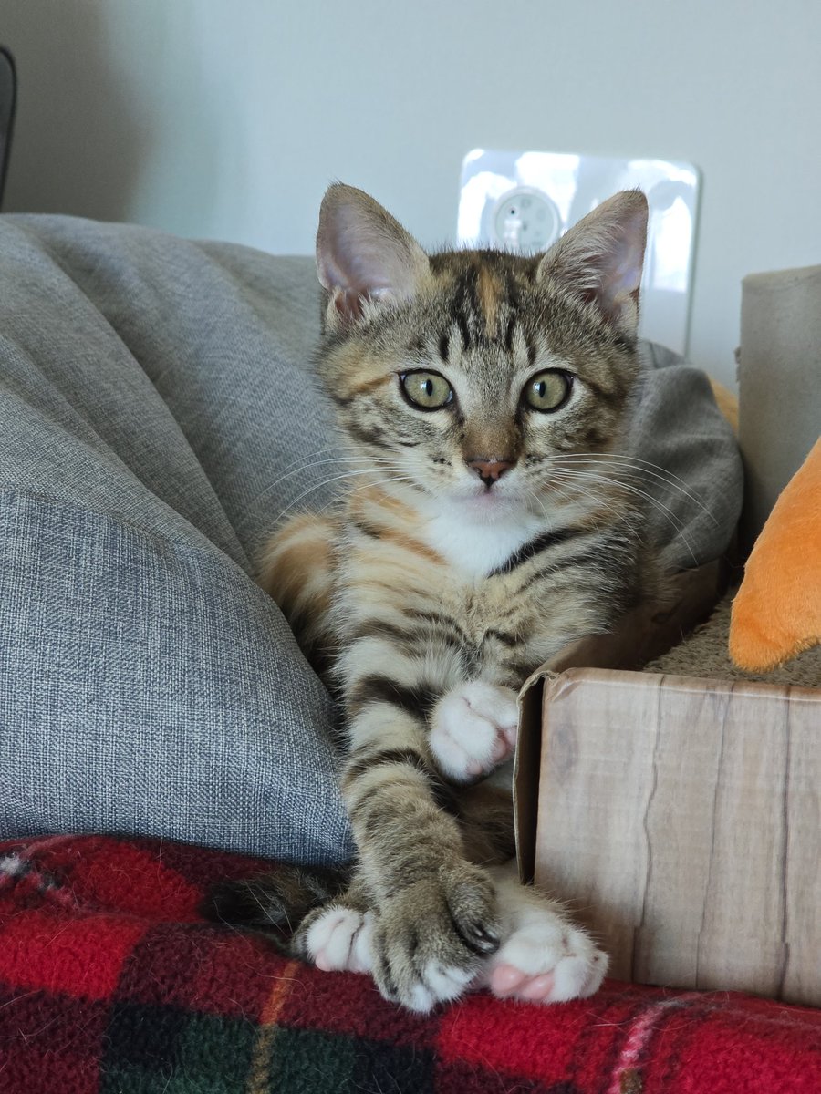 _imbo___'s tweet image. 다리가 긴 곤히🤭
곤히 입양신청 링크⬇️
nabiya.org/adopt
🐱 곤히/여/2025년5월11일생(추정)
🐱 2차 접종/구충완료
#나비야사랑해_곤히 #가족찾는_곤히 #서울경기인천