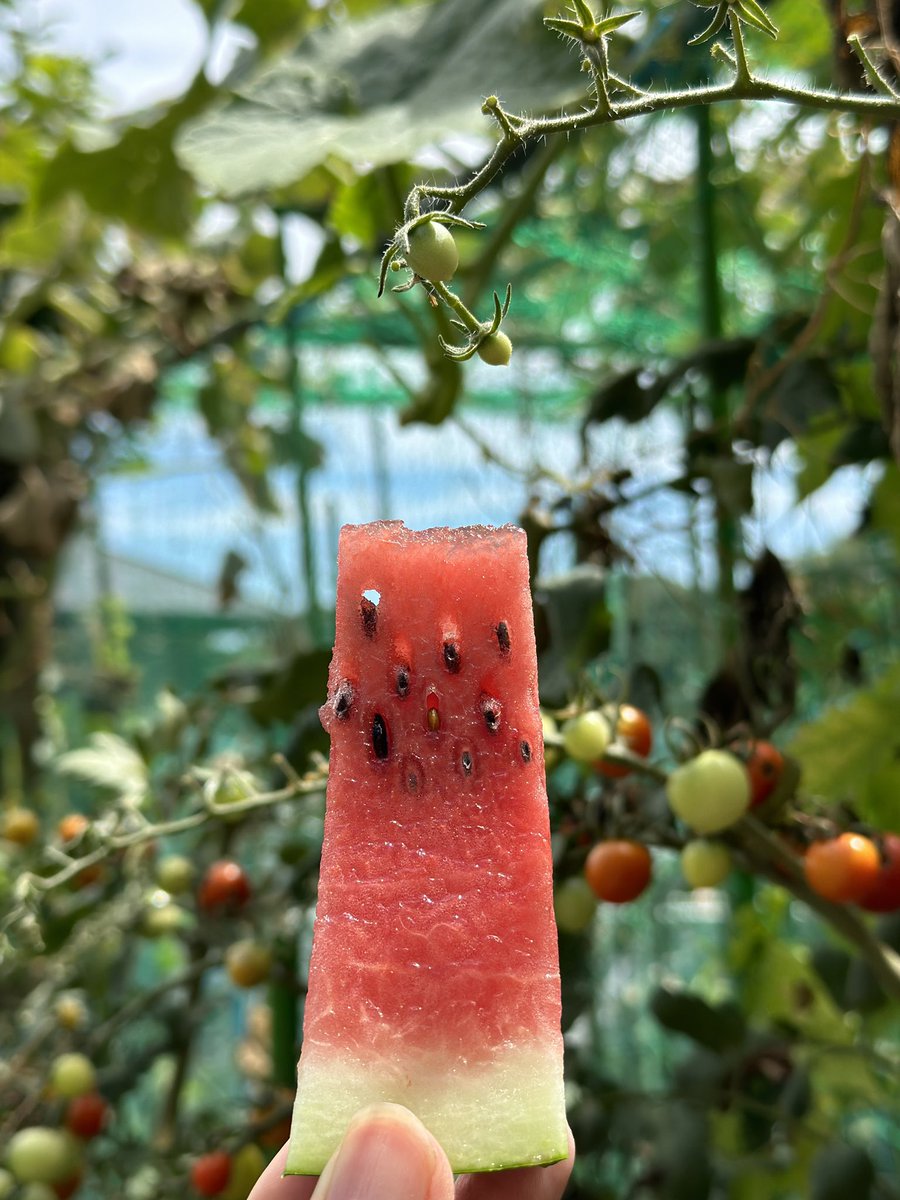 fuyunt's tweet image. 🍉(๑´ㅂ`๑)ŧ‹”ŧ‹”ŧ‹”