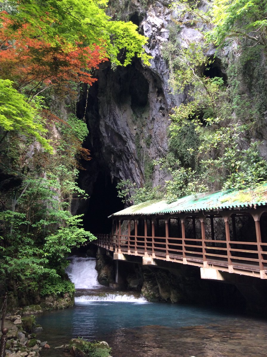 proxima4246's tweet image. そいえば秋芳洞、ミリPにはおなじみのこのアングルも撮ってたよ
入り口から涼しいのでこの時期特におすすめです
