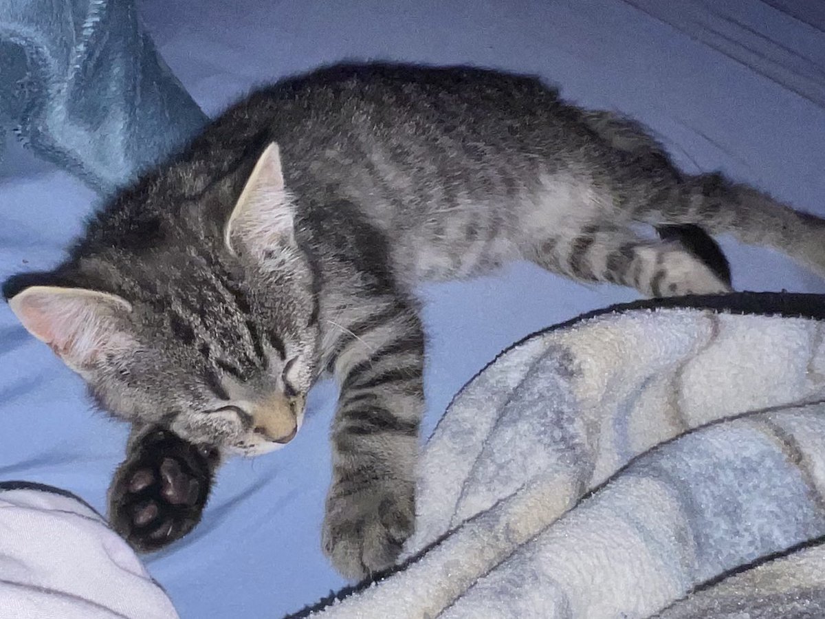 gatito