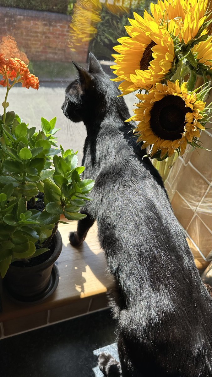 RolfatWarwick's tweet image. Rolf report 27 July: When the sunflowers are out and it’s shiny bright outside, you know you’re bang in the middle of the summer. (Oh, and did I mention I’m quite shiny too?) Rolf x