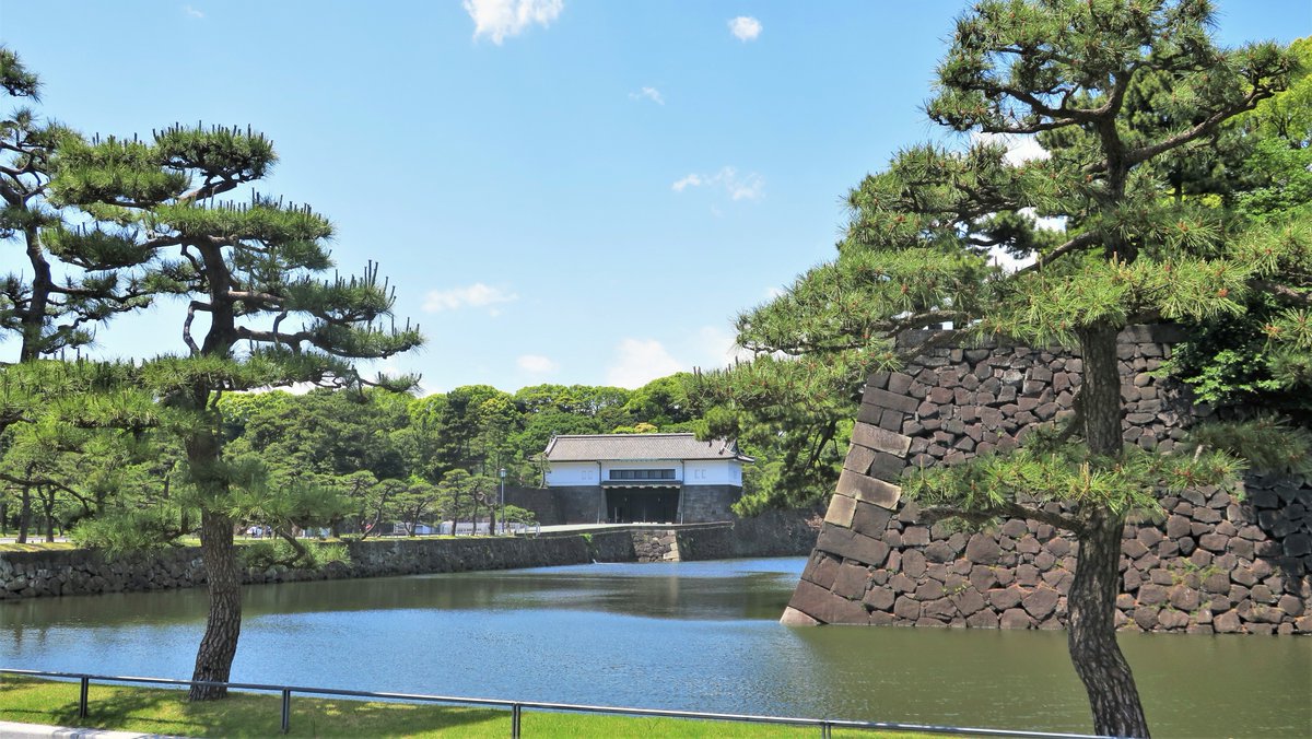 Tokyonobo's tweet image. Pine trees around the Imperial Palace (former Edo Castle) (first three). In the third, pay attention to the bonsai-like pine tree on top of the stone wall of the former Edo Castle&apos;s main tower. The last shows a pine tree with a typical curvaceous beauty, taken in Hama-rikyu.