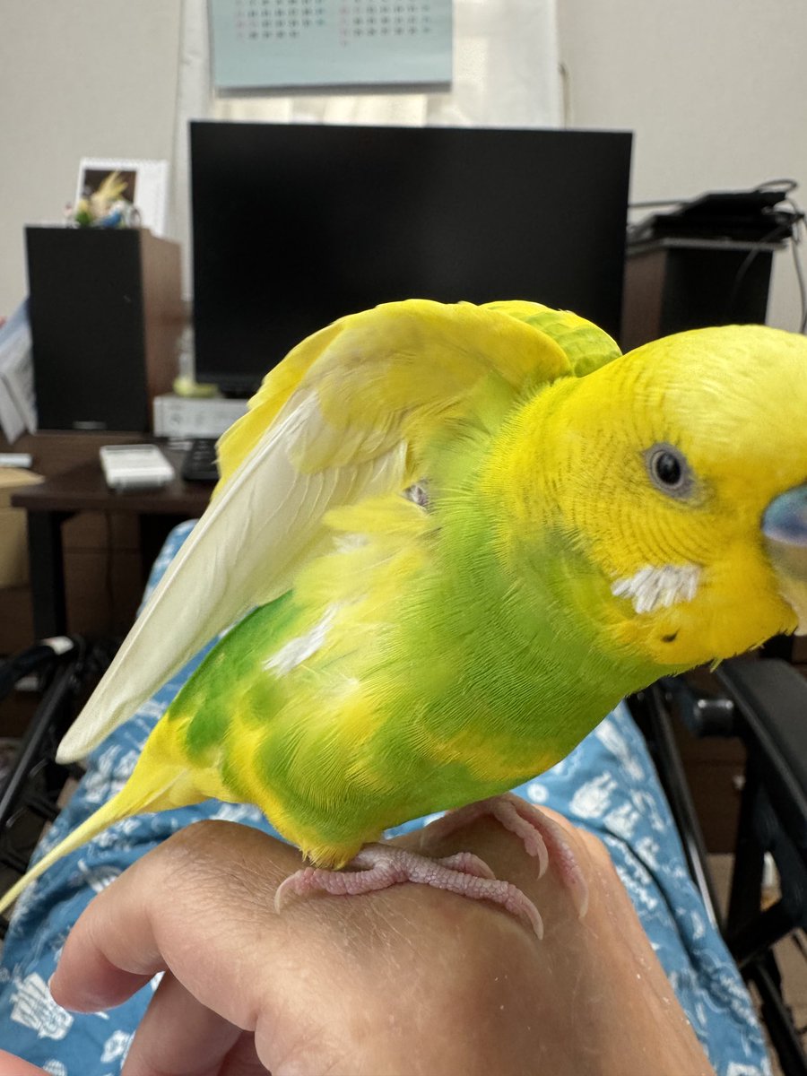 nhmyz's tweet image. 今日のﾌﾟﾌﾟﾁｬﾝ。#セキセイインコ