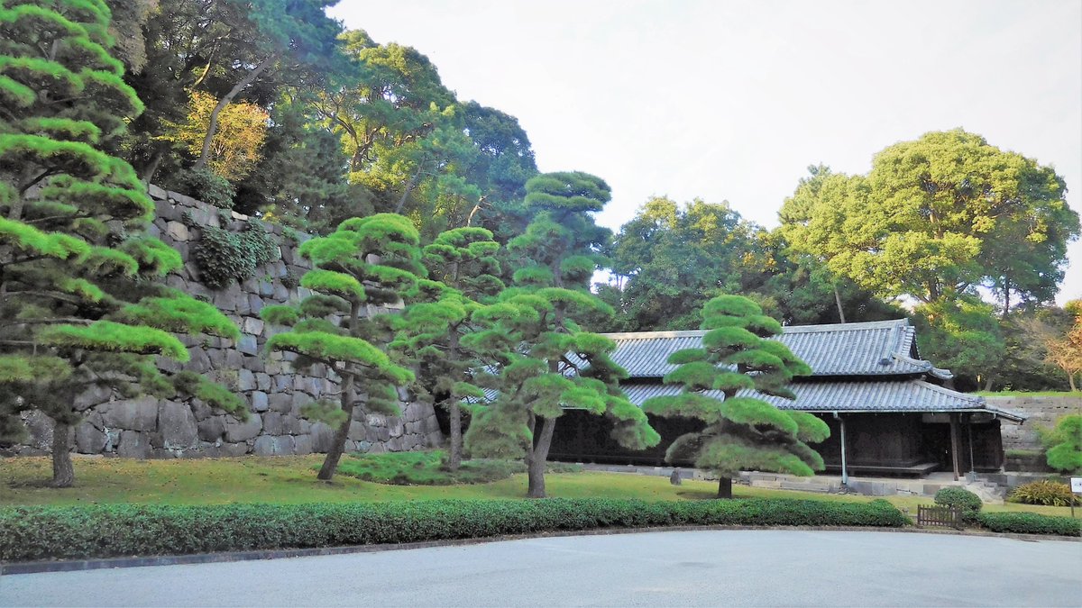 Tokyonobo's tweet image. Pine trees around the Imperial Palace (former Edo Castle) (first three). In the third, pay attention to the bonsai-like pine tree on top of the stone wall of the former Edo Castle&apos;s main tower. The last shows a pine tree with a typical curvaceous beauty, taken in Hama-rikyu.