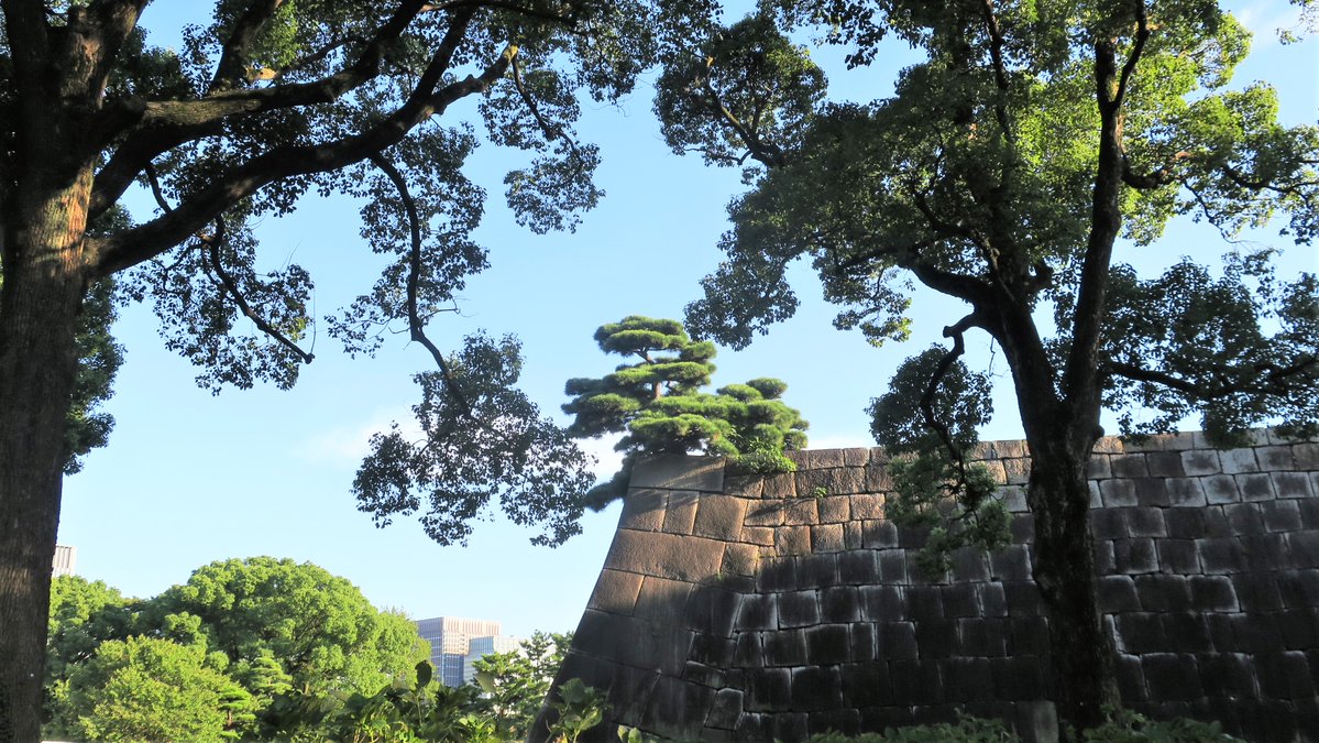 Tokyonobo's tweet image. Pine trees around the Imperial Palace (former Edo Castle) (first three). In the third, pay attention to the bonsai-like pine tree on top of the stone wall of the former Edo Castle&apos;s main tower. The last shows a pine tree with a typical curvaceous beauty, taken in Hama-rikyu.