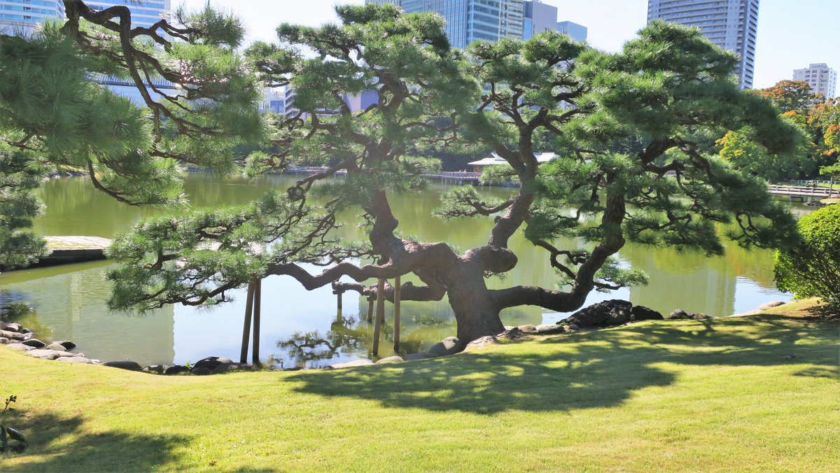 Tokyonobo's tweet image. Pine trees around the Imperial Palace (former Edo Castle) (first three). In the third, pay attention to the bonsai-like pine tree on top of the stone wall of the former Edo Castle&apos;s main tower. The last shows a pine tree with a typical curvaceous beauty, taken in Hama-rikyu.