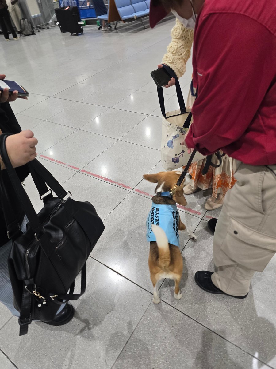 tired_kim's tweet image. 공항에서 간택돼서 다들 헐레벌떡 가방열고 냄새맡아달라고 줄섬