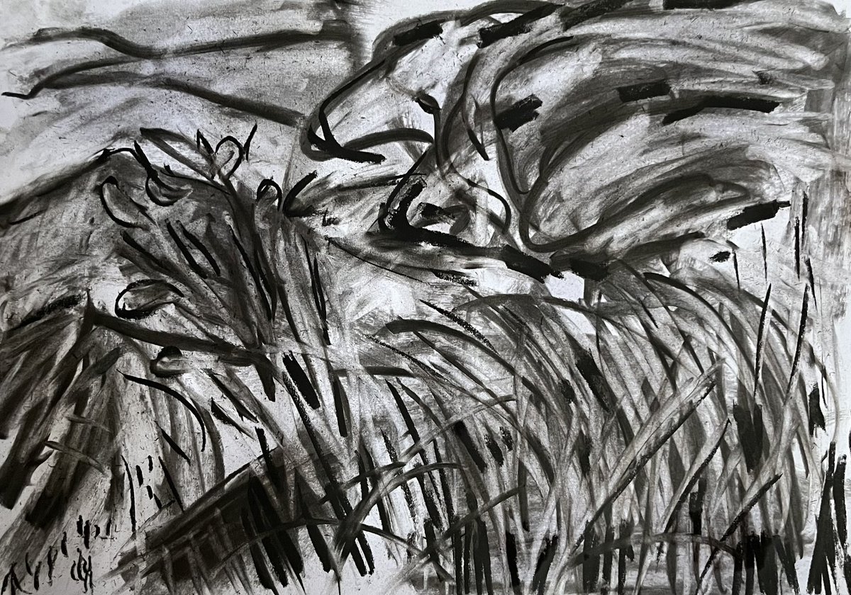 DaveGreen1963's tweet image. Breezy Borders. Charcoal on cartridge paper.