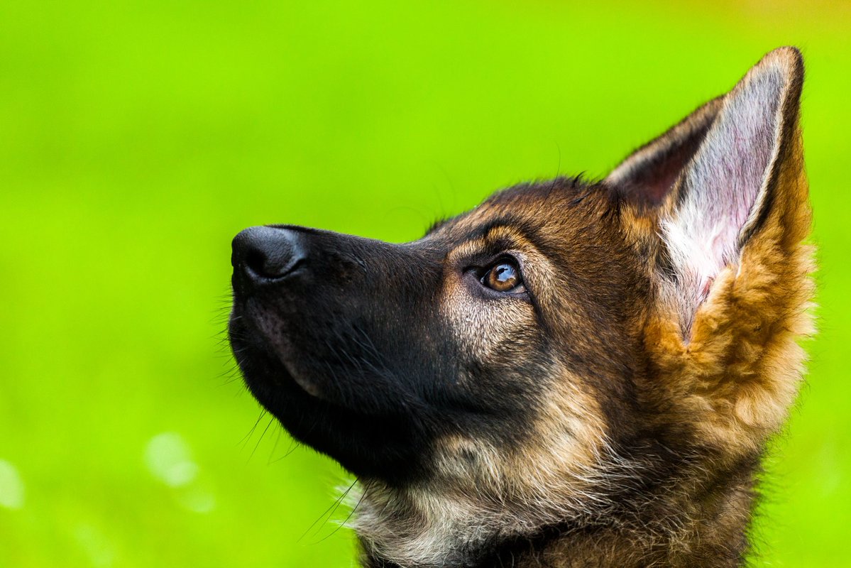 Share your photos of dogs! 🐶