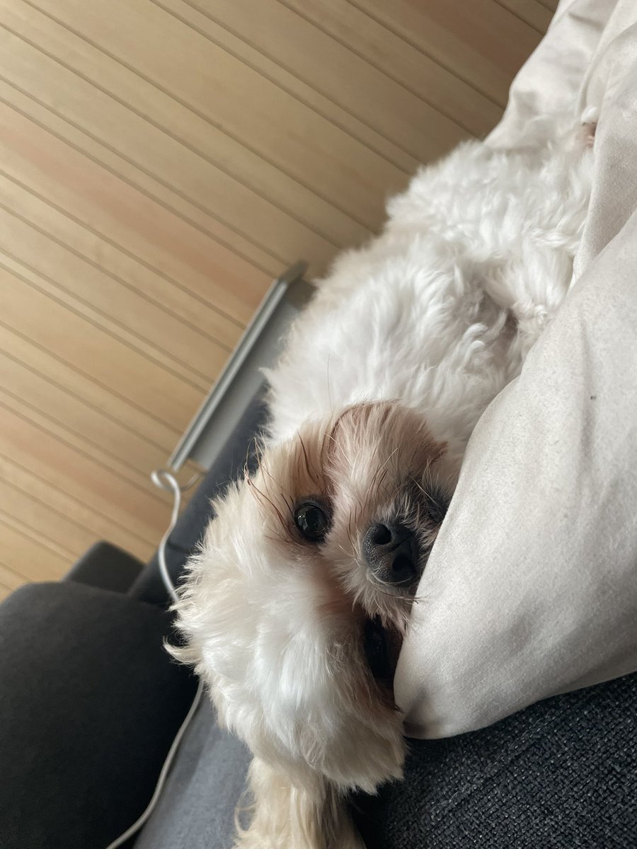 aba_mugi's tweet image. 沢山遊んでおつかれのご様子